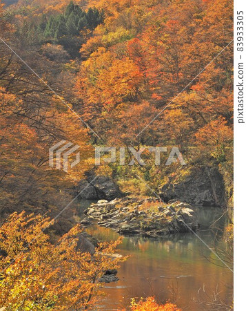 The autumnal leaves of Shishi Gorge The autumnal leaves of Shishi Gorge 83933305