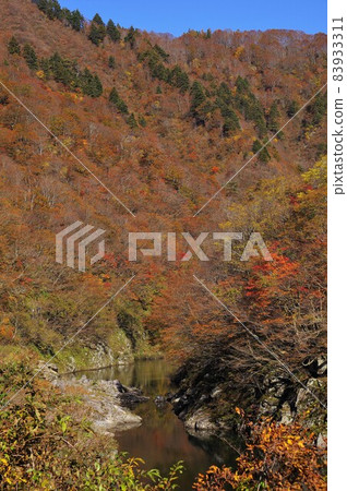 The autumnal leaves of Shishi Gorge The autumnal leaves of Shishi Gorge 83933311