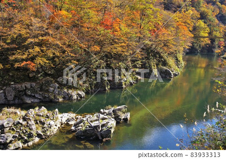 The autumnal leaves of Shishi Gorge The autumnal leaves of Shishi Gorge 83933313