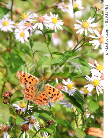 用花吸蜜的“Kitateha” 用花吸蜜的“Kitateha” 83933463