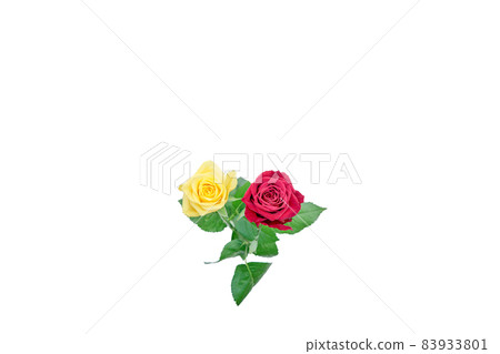 Flower rose rose red rose yellow rose 83933801