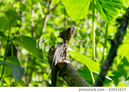 Chameleon in the Pierella Private Reserve in Sarapiqui, Costa Rica 83933837