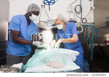 Veterinarians doing operation for dog in a veterinary clinic 83934091