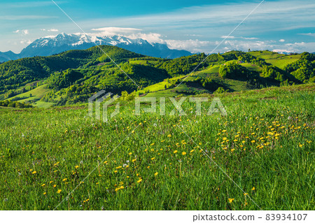 Flowery fields and snowy mountains in background, Holbav, Transylvania, Romania Flowery fields and snowy mountains in background, Holbav, Transylvania, Romania 83934107