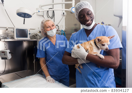 Man veterinarian holding a small dog in a veterinary clinic Man veterinarian holding a small dog in a veterinary clinic 83934127