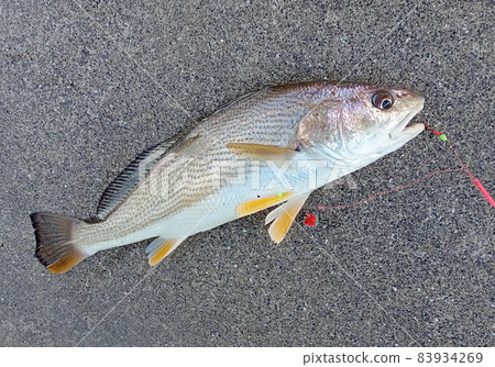 I caught Ishimochi 83934269