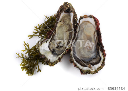 Opened oysters on alga Opened oysters on alga 83934384
