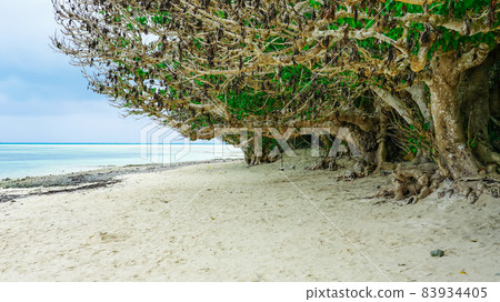 Taketomi Island Kaiji Beach Handmade swings hung from Hernandiaceae on the beach (Taketomi Town, Yaeyama District, Okinawa Prefecture) 83934405
