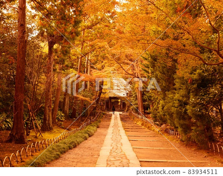 秋葉飄落鎌倉十福寺 83934511