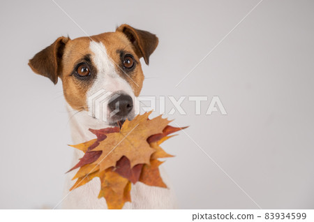 The dog is holding a bunch of maple leaves on a white background. 83934599