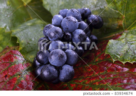 Wine grape on autumn leaves background Wine grape on autumn leaves background 83934674