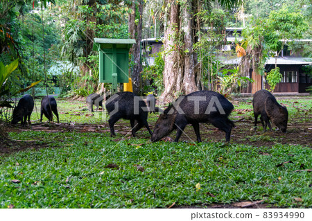 Costa Rican Sarapiqui Peccaries (Wild Boar) Costa Rican Sarapiqui Peccaries (Wild Boar) 83934990