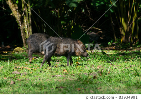 Costa Rican Sarapiqui Peccaries (Wild Boar) 83934991