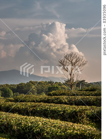 Dead tree against blue skies on Green tea plantation landscape. Dead tree against blue skies on Green tea plantation landscape. 83935096