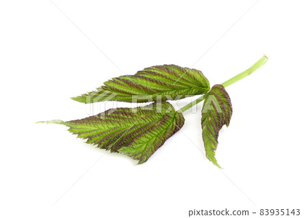 Raspberry leaf isolated on white 83935143