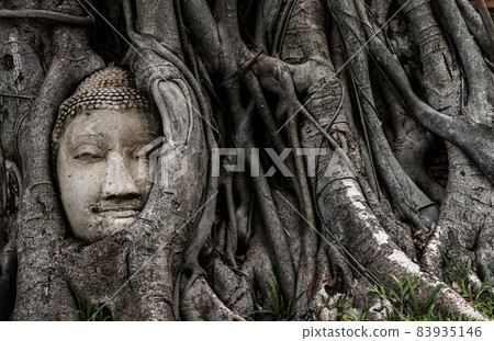 Ancient buddha head embedded in a Banyan tree unseen at Wat mahathat. Ancient buddha head embedded in a Banyan tree unseen at Wat mahathat. 83935146