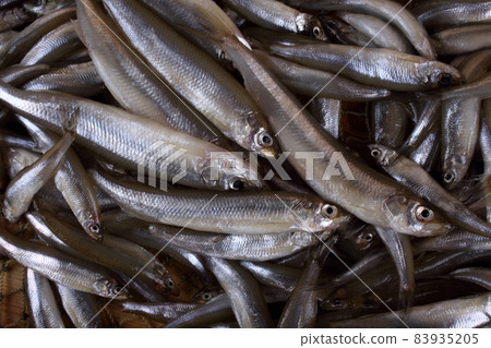 Smelt fishes on net (Pacific little smelt) Smelt fishes on net (Pacific little smelt) 83935205
