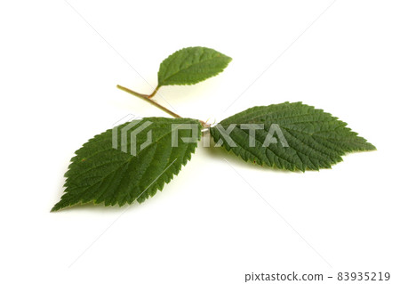 Nanking cherry branch Nanking cherry branch 83935219