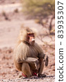 Male hamadryas baboon sitting on the ground 83935307
