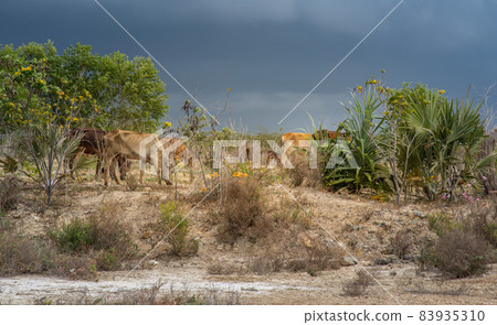 Cows grazing on grassy green field with trees On the day when it's about to rain. 83935310