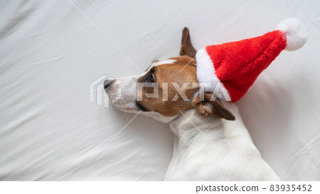 Jack russell terrier dog in santa claus hat lies on a white sheet. Christmas greeting card Jack russell terrier dog in santa claus hat lies on a white sheet. Christmas greeting card 83935452