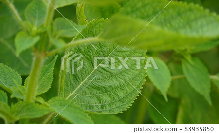 紫蘇葉特寫 83935850