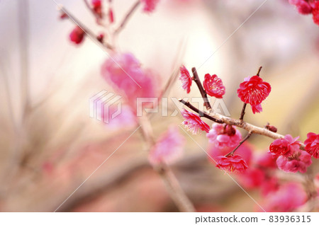 Plum blossoms I saw someday 83936315