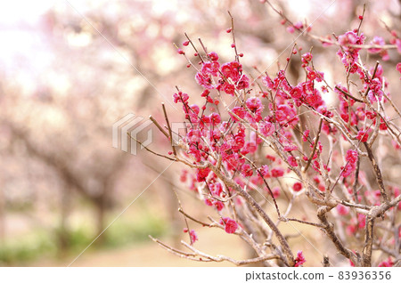 哪天看到的梅花 83936356