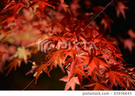 Autumn leaves lit up 83936645