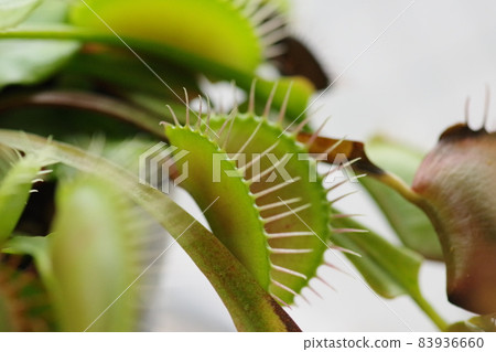Carnivorous plant Venus flytrap 83936660