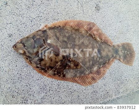 Freshly caught Marbled flounder from above 83937012