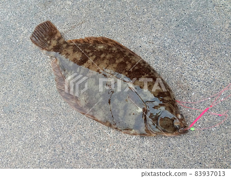 Marbled flounder in freshly caught Setouchi 83937013
