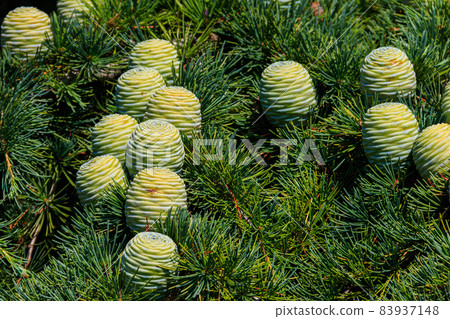 Young cones growing on a branch of a Cedar Tree (Cedrus libani) Cedar of Lebanon or Lebanon Cedar Young cones growing on a branch of a Cedar Tree (Cedrus libani) Cedar of Lebanon or Lebanon Cedar 83937148