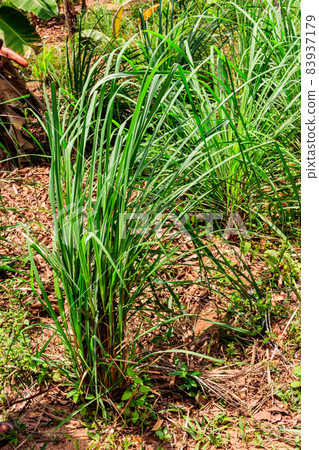 Cymbopogon, also known as lemongrass, barbed wire grass, silky heads, Cochin grass, Malabar grass, oily heads, citronella grass or fever grass, growing in the garden 83937179