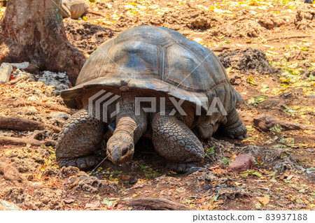 Aldabra giant tortoise on Prison island, Zanzibar in Tanzania Aldabra giant tortoise on Prison island, Zanzibar in Tanzania 83937188