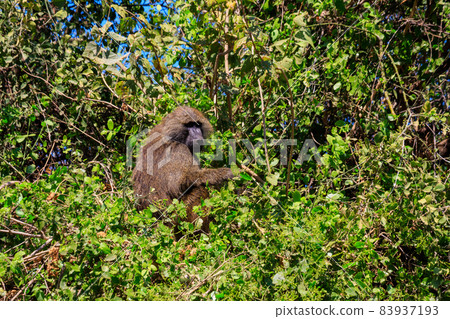 Olive baboon (Papio anubis), also called the Anubis baboon, on a tree in Lake Manyara National Park in Tanzania 83937193