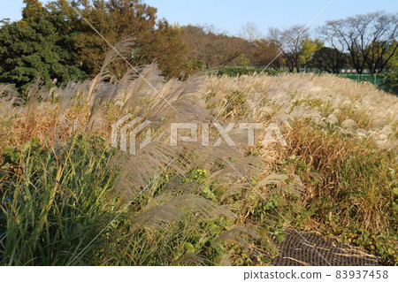 Miscanthus sinensis, a plant belonging to the genus Miscanthus, perennial herb, Kamagaya Municipal Memorial Park, 924-6 Hatsutomi, Kamagaya City, Chiba Prefecture Miscanthus sinensis, a plant belonging to the genus Miscanthus, perennial herb, Kamagaya Municipal Memorial Park, 924-6 Hatsutomi, Kamagaya City, Chiba Prefecture 83937458