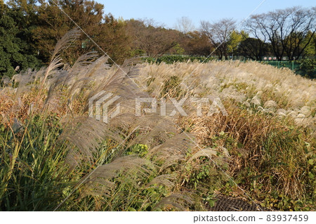 千葉縣鐮谷市初富924-6 鐮谷市立紀念公園,芒草屬多年生草本植物芒草 千葉縣鐮谷市初富924-6 鐮谷市立紀念公園,芒草屬多年生草本植物芒草 83937459