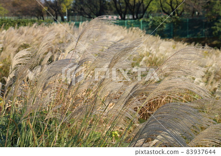 千葉縣鐮谷市初富924-6 鐮谷市立紀念公園，芒草屬多年生草本植物芒草 83937644