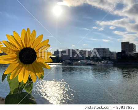 Sunflower in the city center Sunflower in the city center 83937653