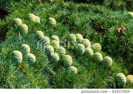 Young cones growing on a branch of a Cedar Tree (Cedrus libani) Cedar of Lebanon or Lebanon Cedar 83937894
