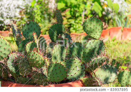 Prickly pear cactus (Opuntia ficus-indica) in a garden 83937895
