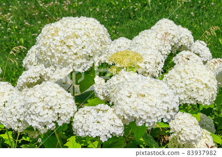 Beautiful white blooming hydrangea in a garden 83937982