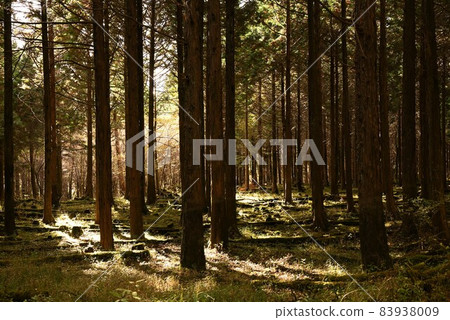 Moss forest 4 Moss forest 4 83938009