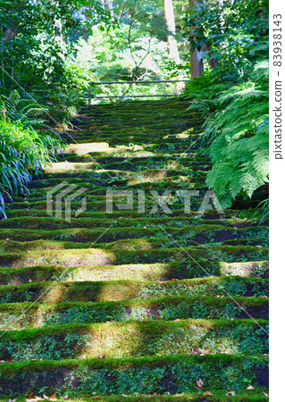 鎌倉妙法寺美麗的苔蘚石階 83938143