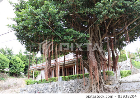 Okinawa trip, Shuri, banyan tree on the cobblestone road of Kinjo Town 83938204