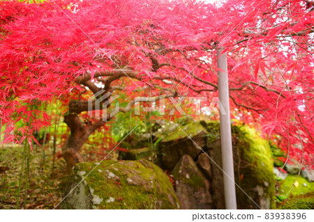 和塚運動公園楓葉3的紅葉 和塚運動公園楓葉3的紅葉 83938396