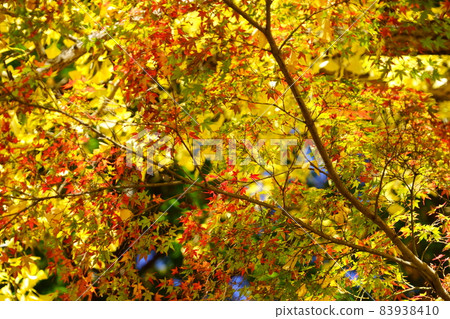 Shohoji Temple, Weaving Autumn Leaves and Ginkgo Forest 7 Shohoji Temple, Weaving Autumn Leaves and Ginkgo Forest 7 83938410