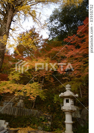 Maple Festival_Kiyorinji Temple 83938782