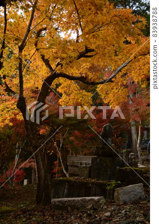楓葉祭_清林寺 楓葉祭_清林寺 83938788